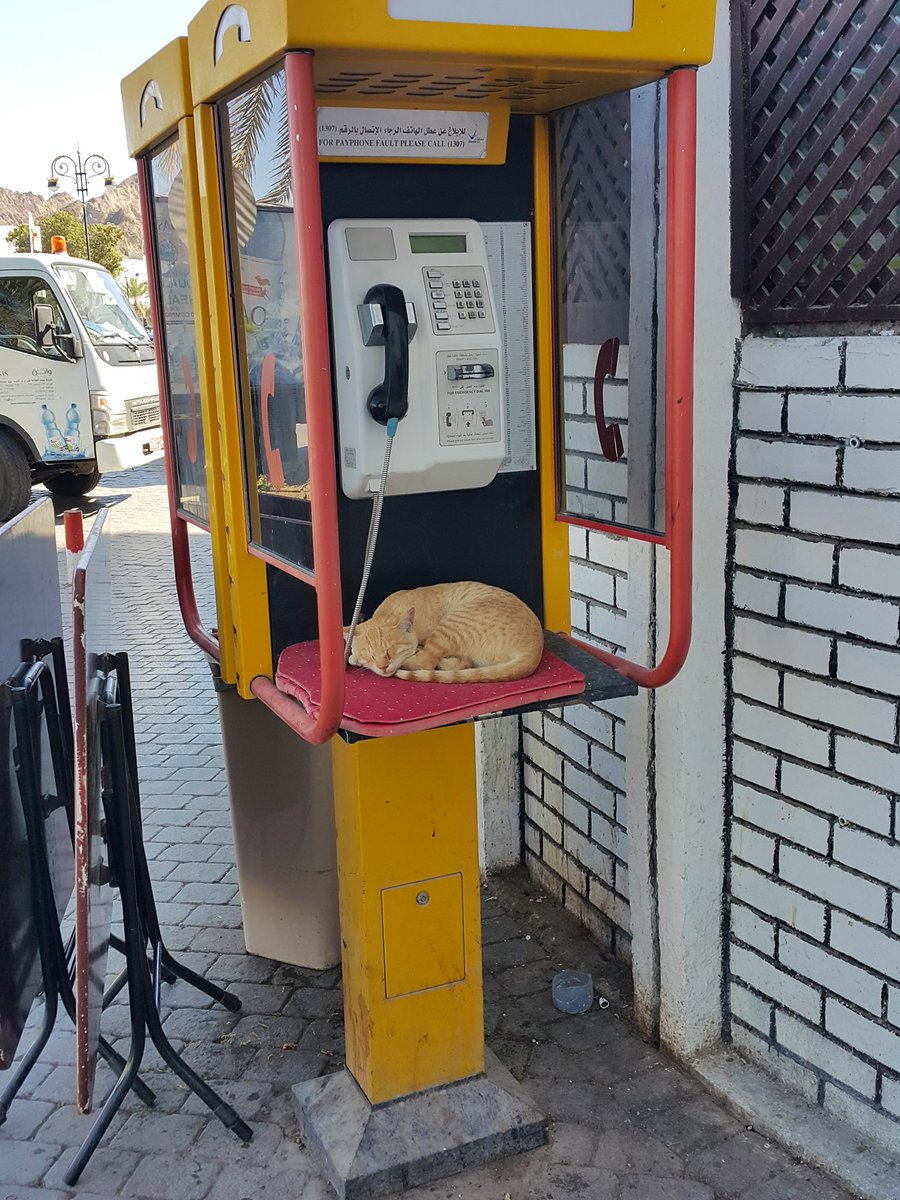 Bodega Cats (@bodegacats_) on Twitter photo 