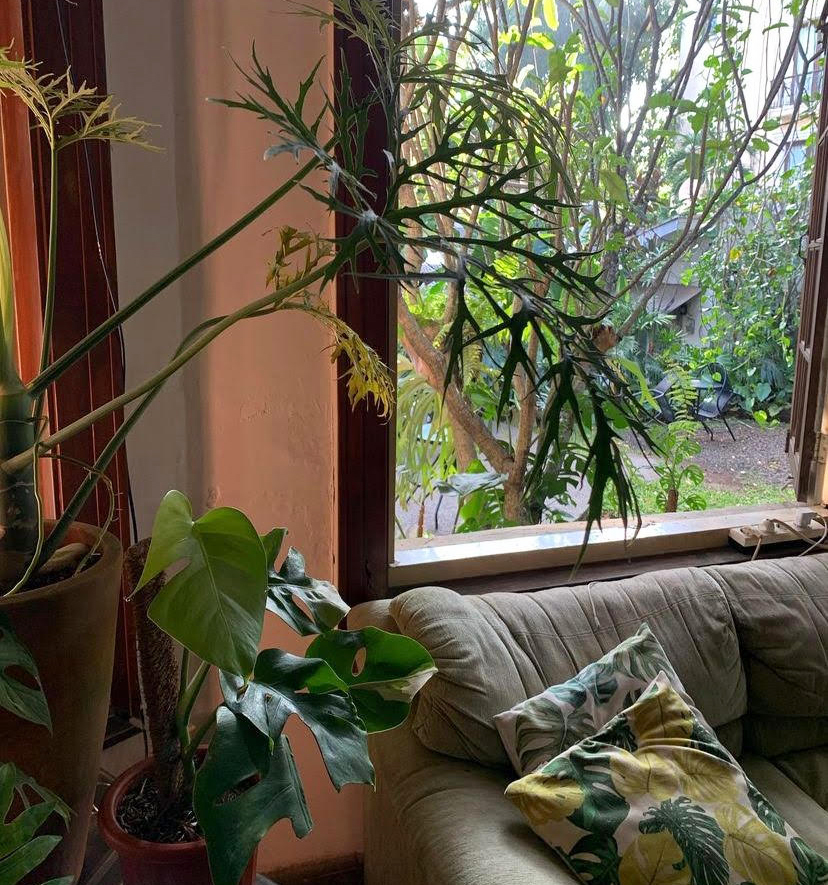 thelouplants's tweet photo. WHEN EVERYBODY’S GONE HOUSEPLANT EXHIBITION– (IN ENGLISH) - https://t.co/qbcxT563lO https://t.co/N2RwxaoA8Z