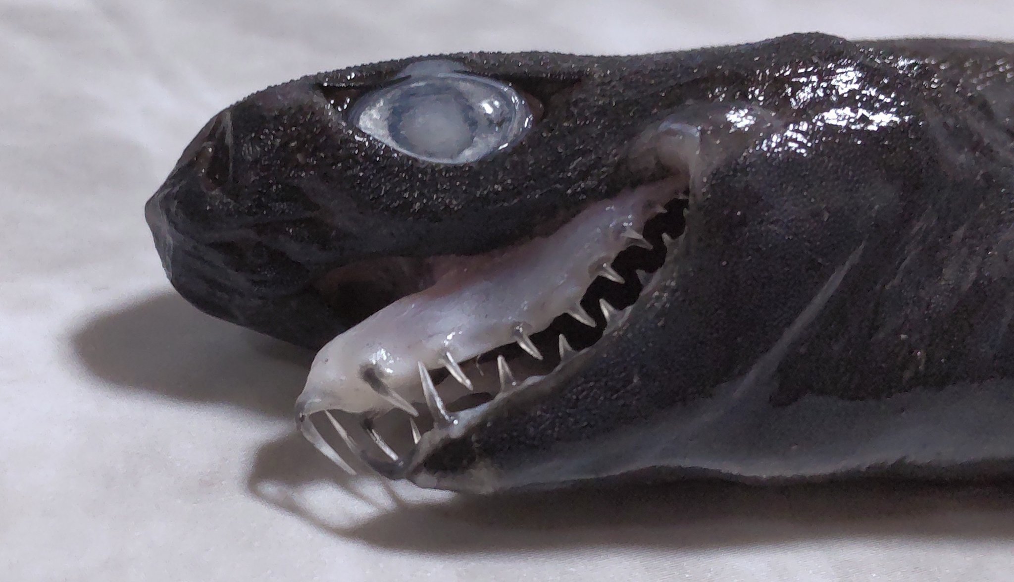 ホホジロザメの歯 2 ☆ 即納 ☆ 本物！☆大迫力！ 41cm ホオジロザメ 顎骨 ☆ JAWS