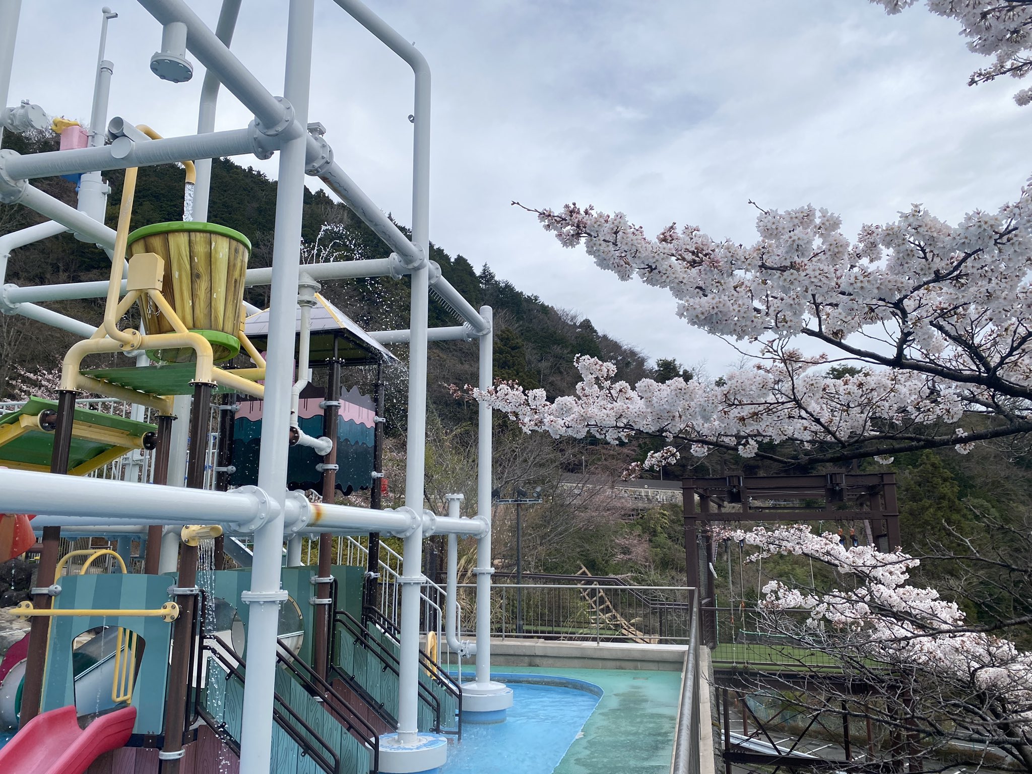 箱根小涌園ユネッサン 님의 트위터 桜 ユネッサンではまだまだお花見できます ユネッサンならではのお花見温泉 写真はボザッピィのジャングルジム横の桜です T Co Nri8me22ck 트위터