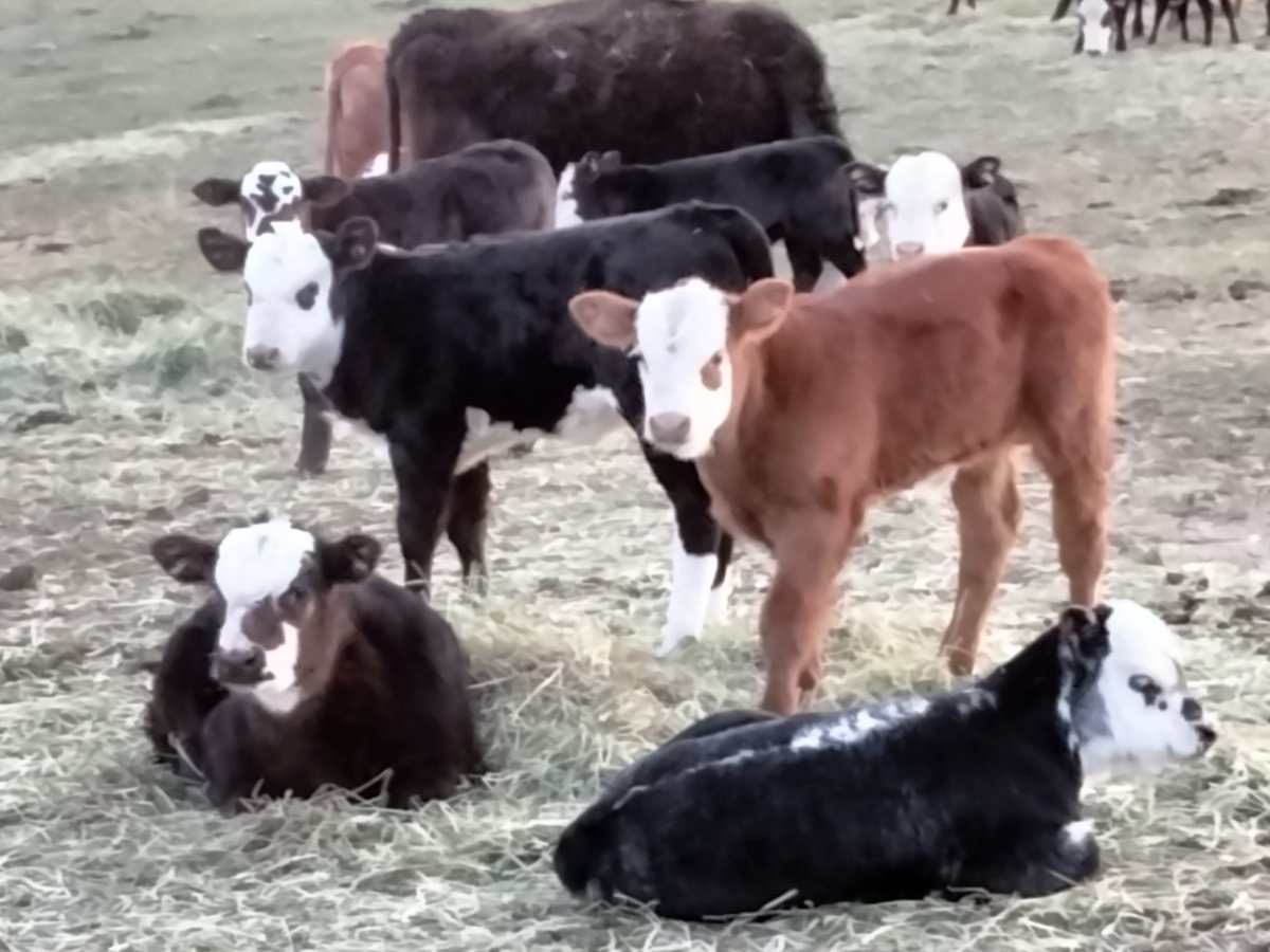 TheDailyCowman's tweet photo. #RealityThread

I'll be ok because for now

The freedom,the working with nature and the ability to drink beer at 3 pm on a Tuesday is enough to keep me doing this building of steak seeds

But it is getting close

Don't fuck this up with regulations and interference is all I ask https://t.co/ik680wAi0y