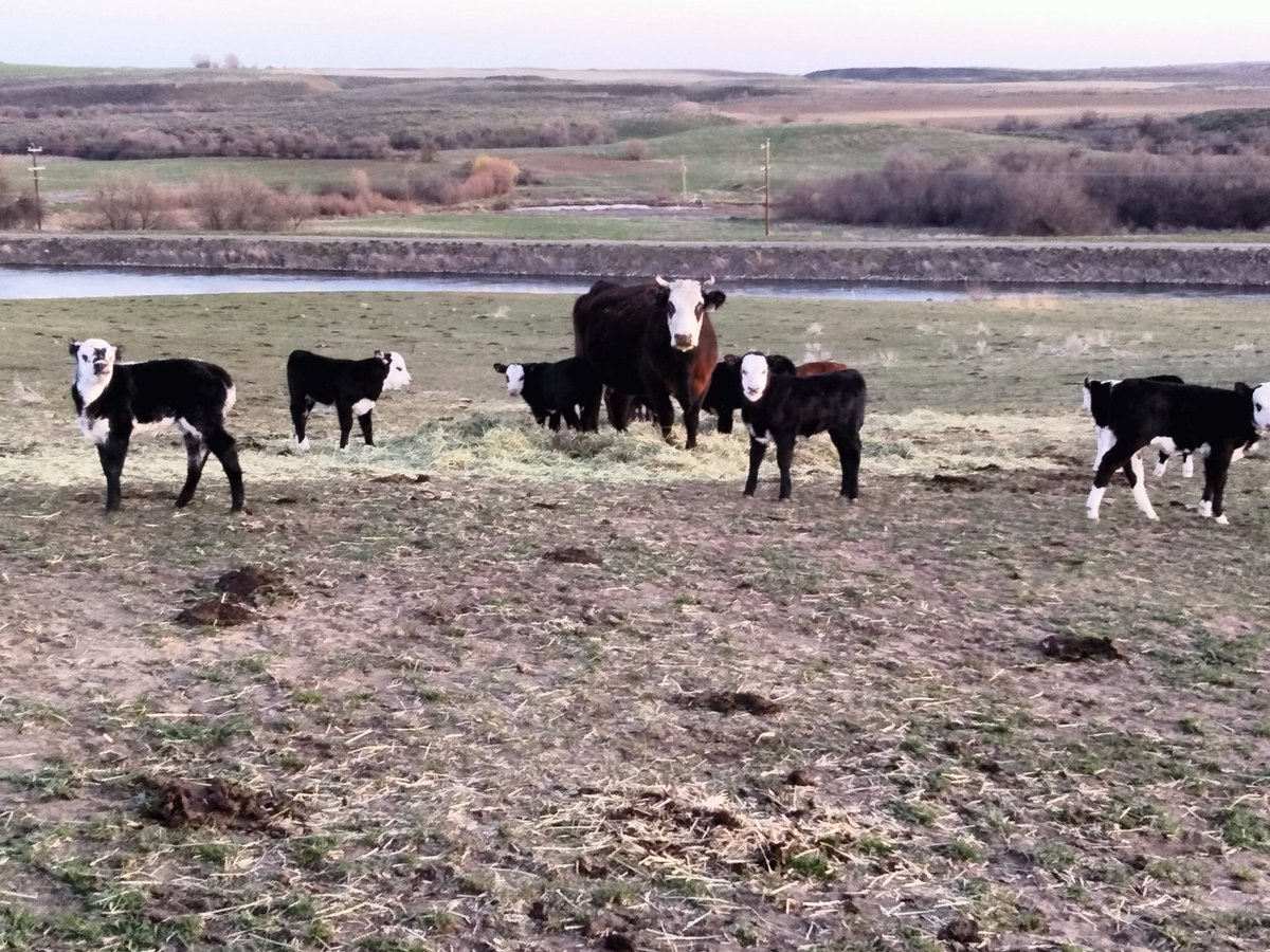 TheDailyCowman's tweet photo. #RealityThread

I'll be ok because for now

The freedom,the working with nature and the ability to drink beer at 3 pm on a Tuesday is enough to keep me doing this building of steak seeds

But it is getting close

Don't fuck this up with regulations and interference is all I ask https://t.co/ik680wAi0y