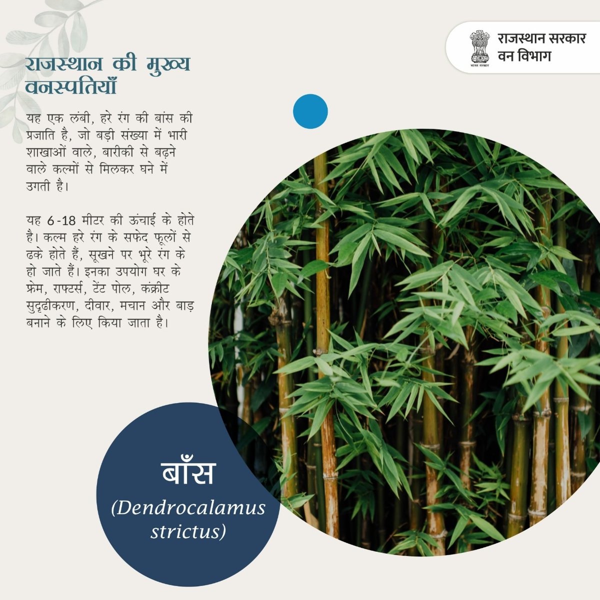 ForestRajasthan's tweet photo. राजस्थान की वनस्पति में शामिल एक महत्वपूर्ण पेड़ - बाँस
#forestseeds #florainrajasthan #baans #forestwood #woodforfurniture #dendrocalamusstrictus #forestrajasthan #rajasthan
@IUCN @IUCN_forests @nature_org @conserve_ind https://t.co/tvITmwaRWu