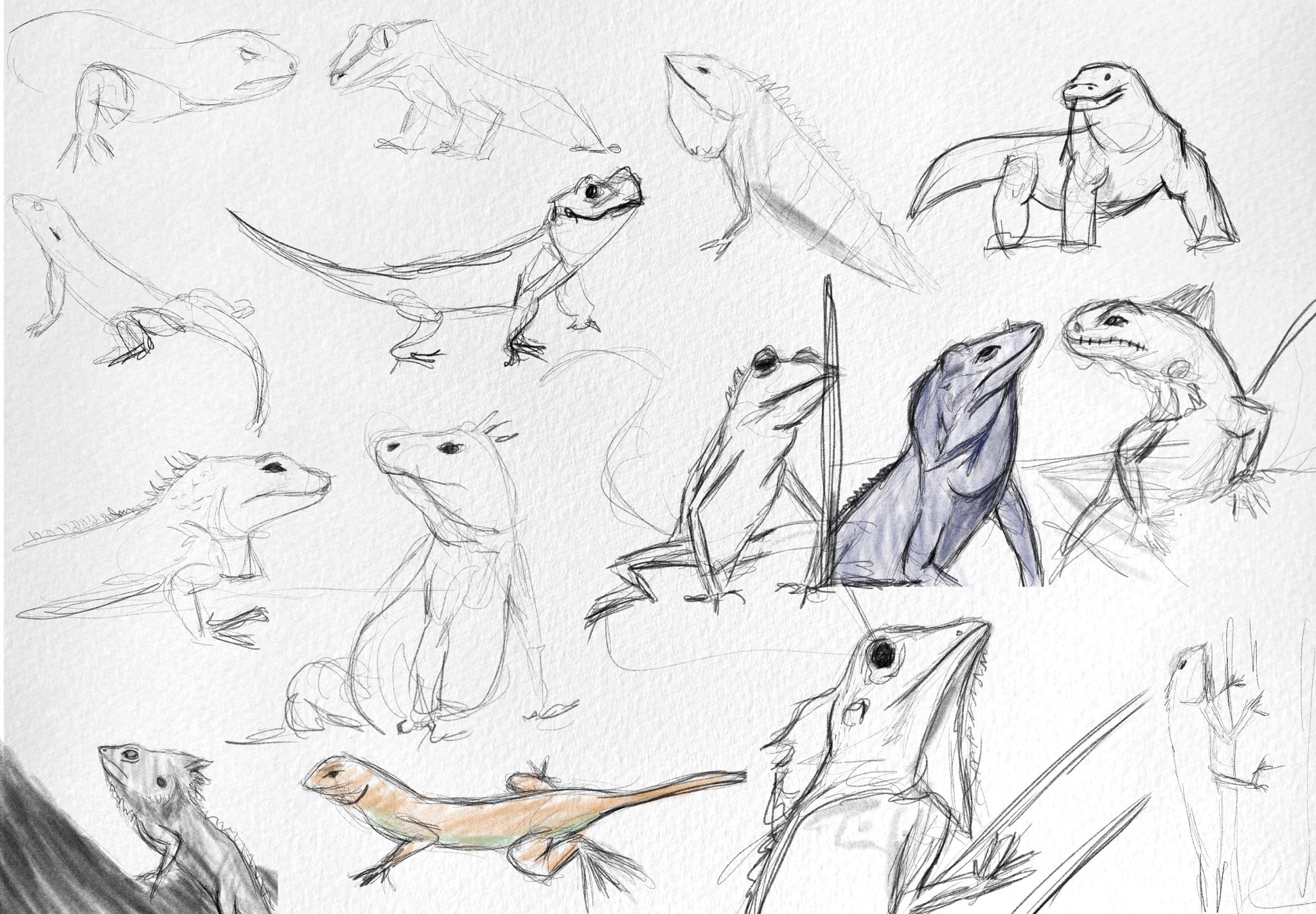 Brockton Barton on X: “Drawing lizards with ⁦@bananamation_⁩ https 