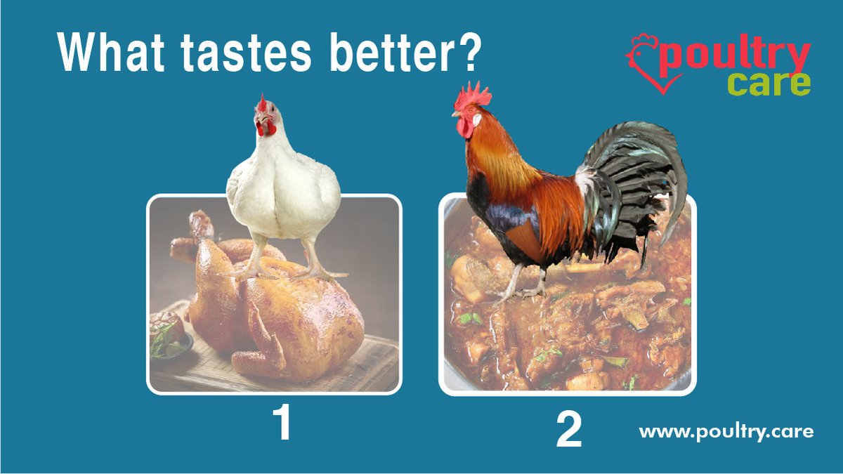 PoultryERP's tweet photo. What tastes better?
For more: https://t.co/9gozmL1VMP
#poultry #poultryfarm #poultryfarming #broilerfarming #eggbenefits #poultrylife #poultryofinstagram #backyardpoultry
#poultrysoftware #layerfarming #poultrybusiness #poultrycare https://t.co/sUHdJGiNuz