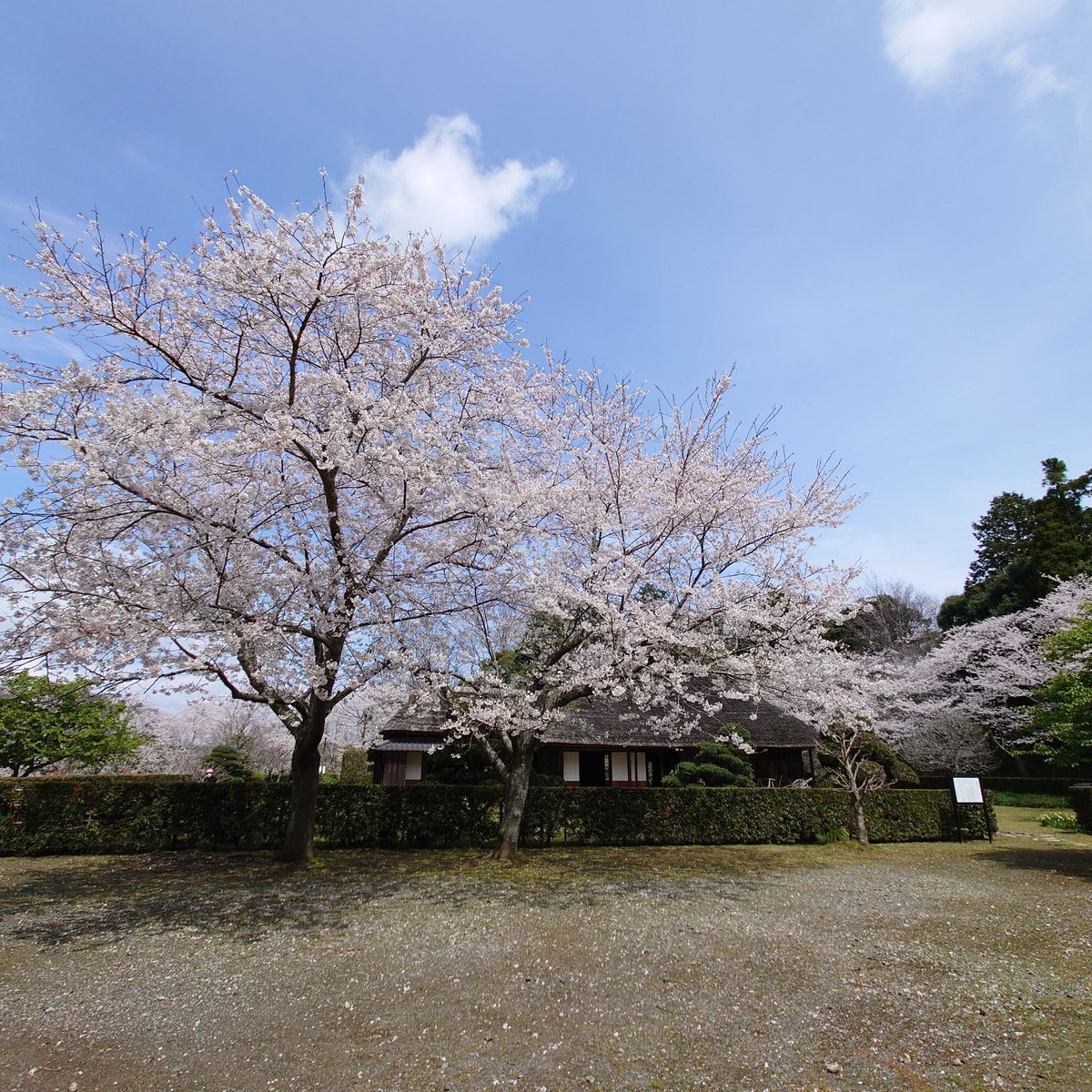 KatsumiGb's tweet photo. 桜満開できれいだったな😊

#大原幽学 https://t.co/tq1guXSz9l