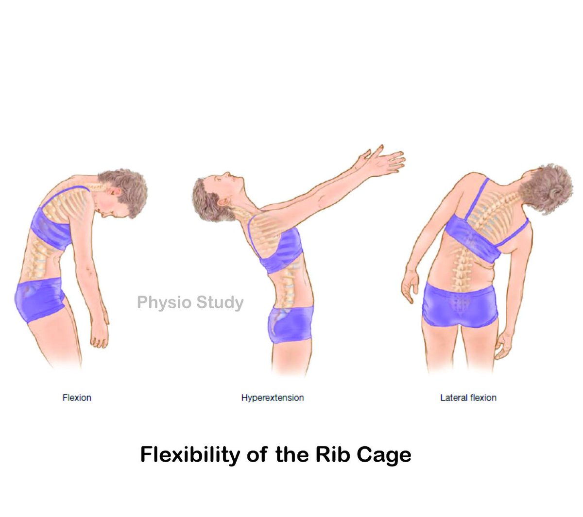 study_physio's tweet photo. Although not true anatomical joints, the intercostal spaces between each pair of ribs serve as functional joints.

The mobility of the intercostal spaces is important for the full expansion of the rib cage during deep breathing and a full range of spinal movement. https://t.co/1XYHNUtuGT