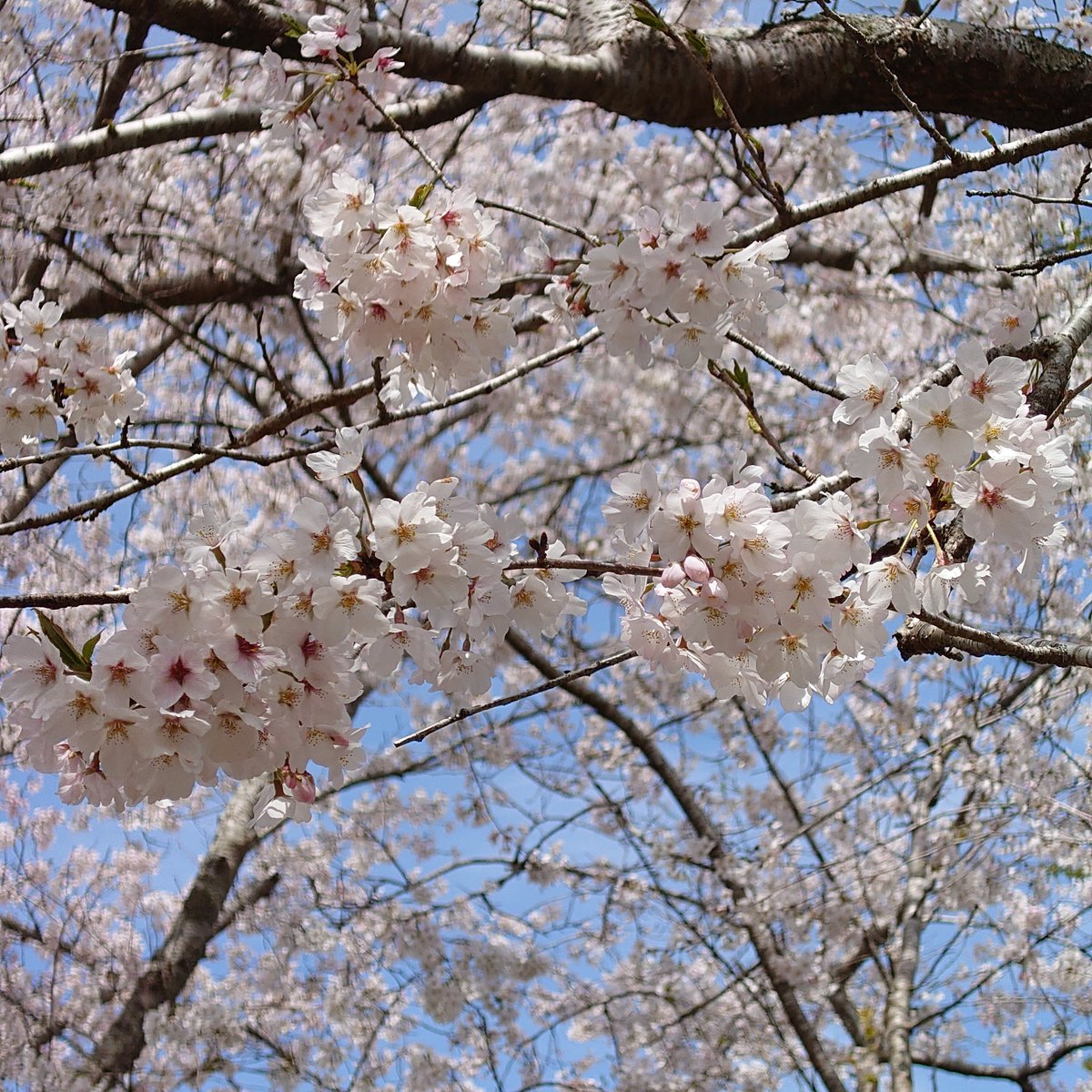 KatsumiGb's tweet photo. 桜満開できれいだったな😊

#大原幽学 https://t.co/tq1guXSz9l