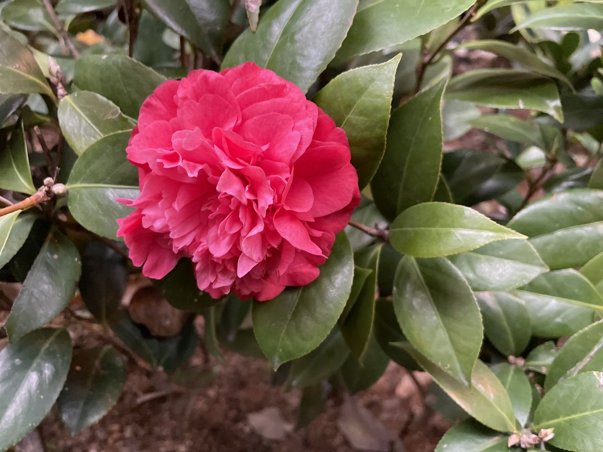 Amazing flourishing all of these in a morning. Nature really does reward us. Need to treat it better much better. It’s our remedy for all. If only we as humans weren’t so greedy #naturerules