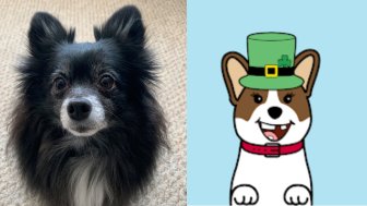 Dear <a href="/CorgosNFT/">Corgos NFT</a>, 
I just want you to know how happy your nfts have made me and that I will be spreading the love by gifting one to my best fren, Panda. You can now officially say a doggo holds one of your nft's. 💜🐕