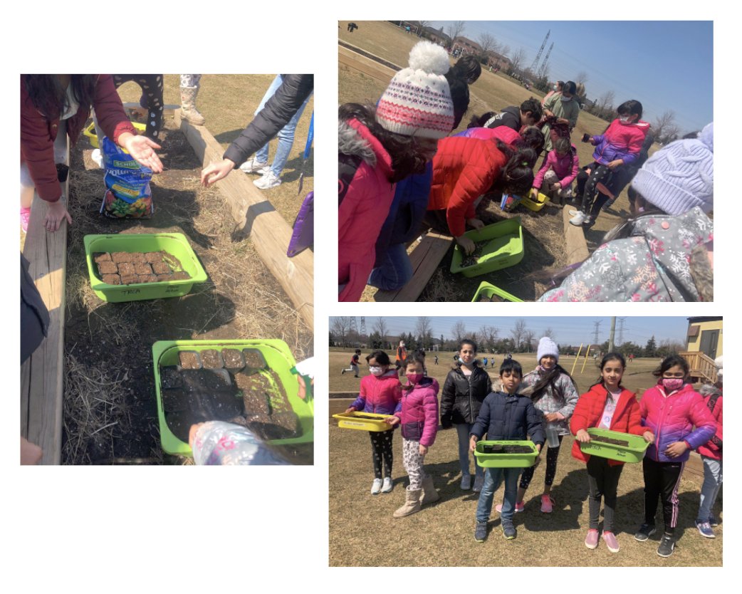 Through planting, Grade 3 students <a href="/levicreekps/">Levi Creek PS</a> had a fun introduction to Native plants and how they help the environment. Thanks to <a href="/TRCA_HQ/">Toronto and Region Conservation Authority</a>  for the seeds, cells and soil. Can’t wait to welcome butterflies and birds and learn how they grow/interact with each other. <a href="/PDSB_eco/">Peel EcoSchools</a>