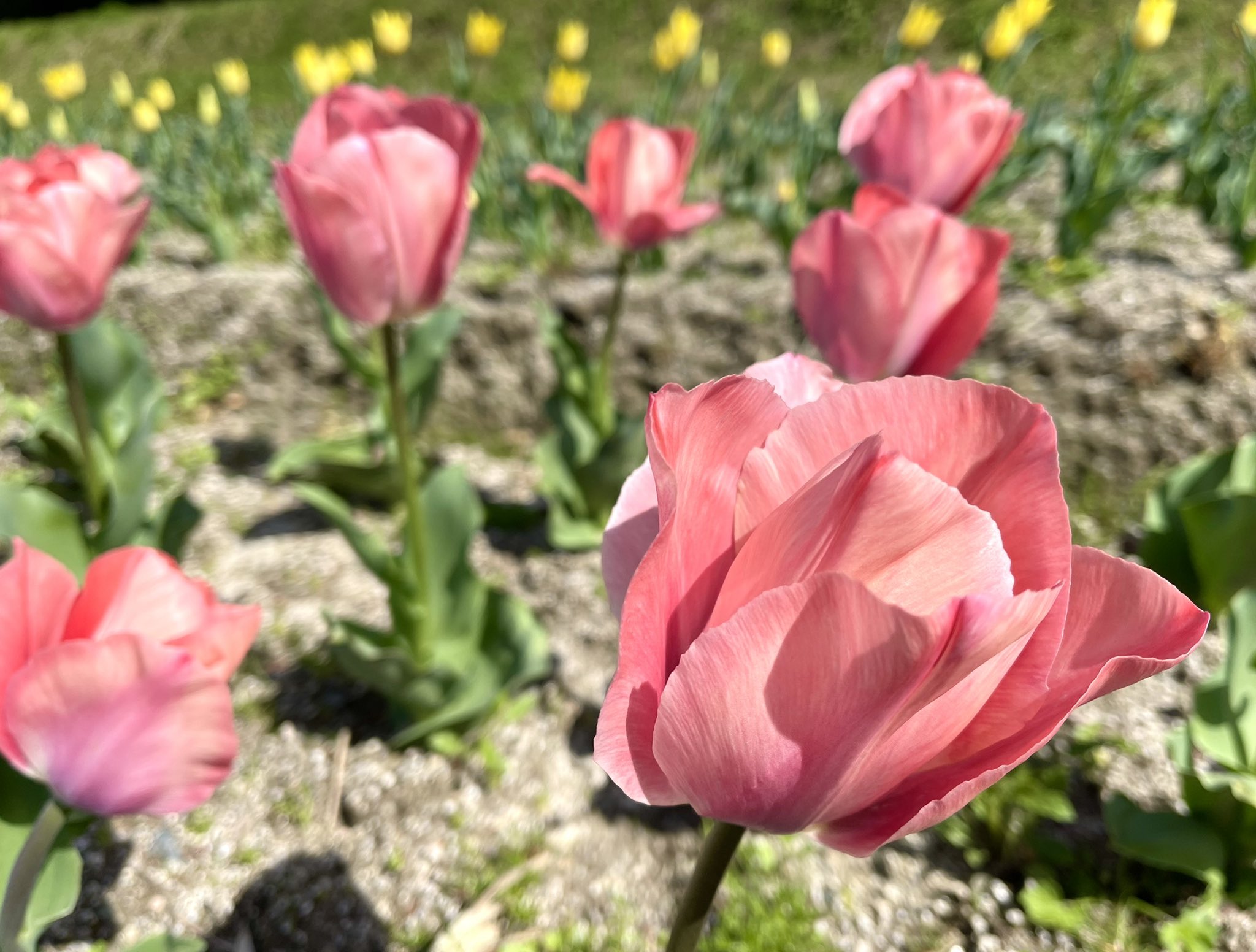 島 和太郎 チューリップ特集 ピンク色 ピンク色の花言葉は 愛の芽生え と 誠実な愛 若々しさを感じる また色別だけでなく本数によっても意味が変わるって ホンと チューリップ 島和太郎 オフィスアーツ 花 チューリップ畑 Flowers