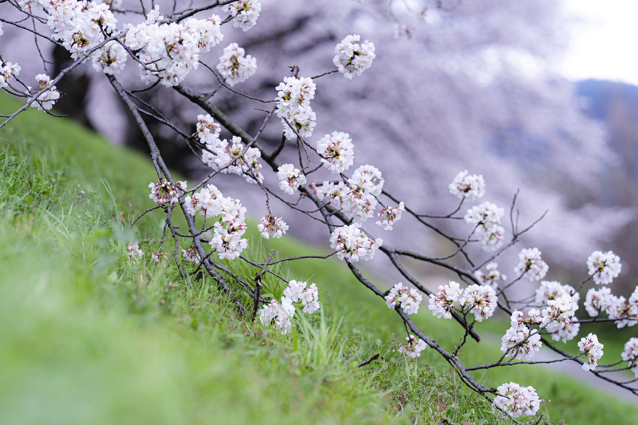 にふ 桜の枝が地面につくほどの大きな桜の木でした 写真好きな人と繋がりたい ファインダー越しの世界 桜 さくらの日 淀 綺麗だった Sony T Co Dtgvezoazs Twitter