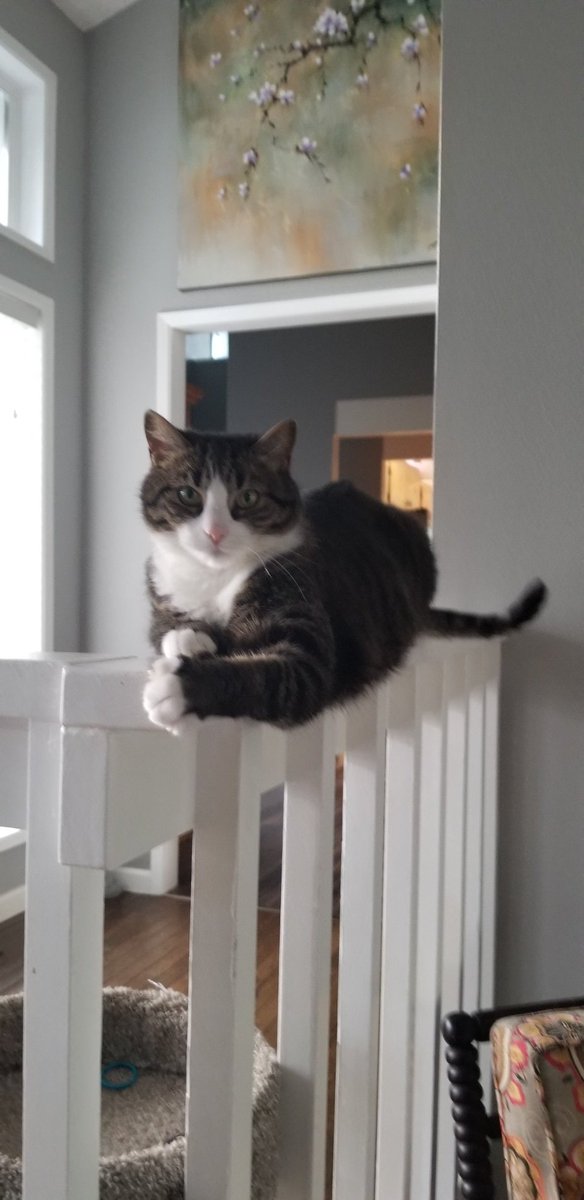 RubyInRipCity's tweet photo. This is my smoldering look. #Ruby #CatsOfTwitter #CatsOnTwitter #TabbyTroop https://t.co/zFtdNVyqsW