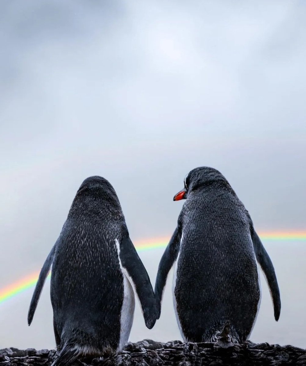 honky_tonk's tweet image. We descended together from Soul&apos;s hometown into this world.

一緒に、魂の故郷からこの地上世界へと降りました。
#companion #仲間
RP @tuhinsant