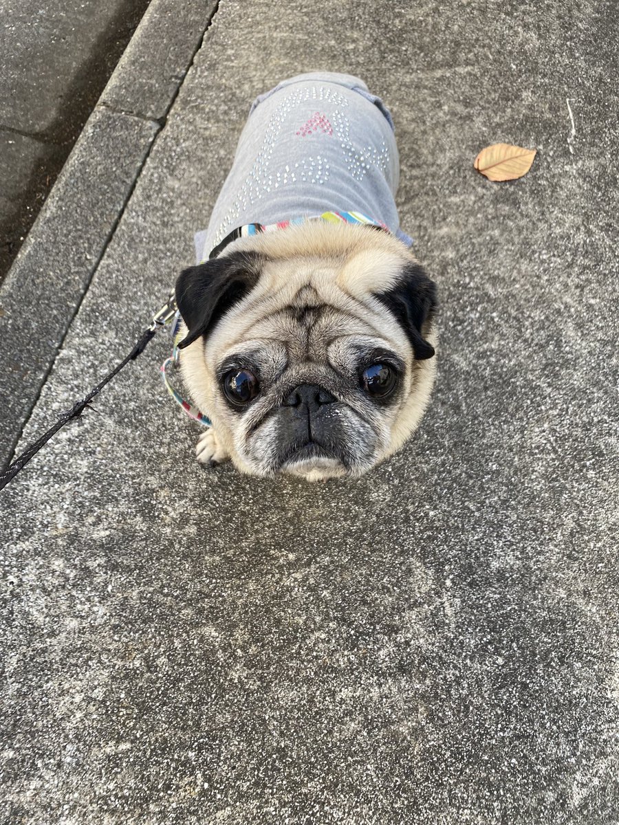 monjakane's tweet photo. 2022.4.3. 愛犬　マックが天国へ旅立ちました。

メラノーマという癌と闘ってよく頑張ったよ。マック😭

マックに会いたいよ😭会いたくてたまらないよ。いつかまた抱っこできる日まで。🌈
それまで見守っててね。
#パグ
#メラノーマ
#虹の橋を渡りました https://t.co/n6N2HBBgIn