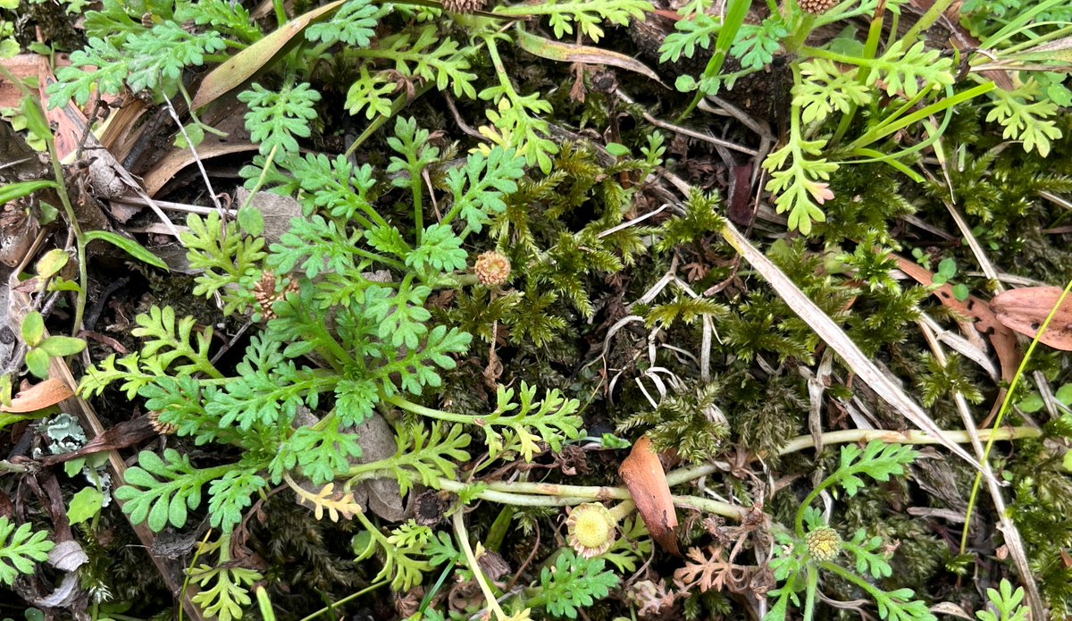 E_R_Australia's tweet photo. Our #botany team are finding all the cool things! This innocuous green plant is #leptinellafilicula or #mountaincotula. Common elsewhere, this one is part of a regionally disjunct western population, where it's relatively uncommon.
#biodiversitysurveys Image (c) Brad Jenner https://t.co/u48ohc3umh