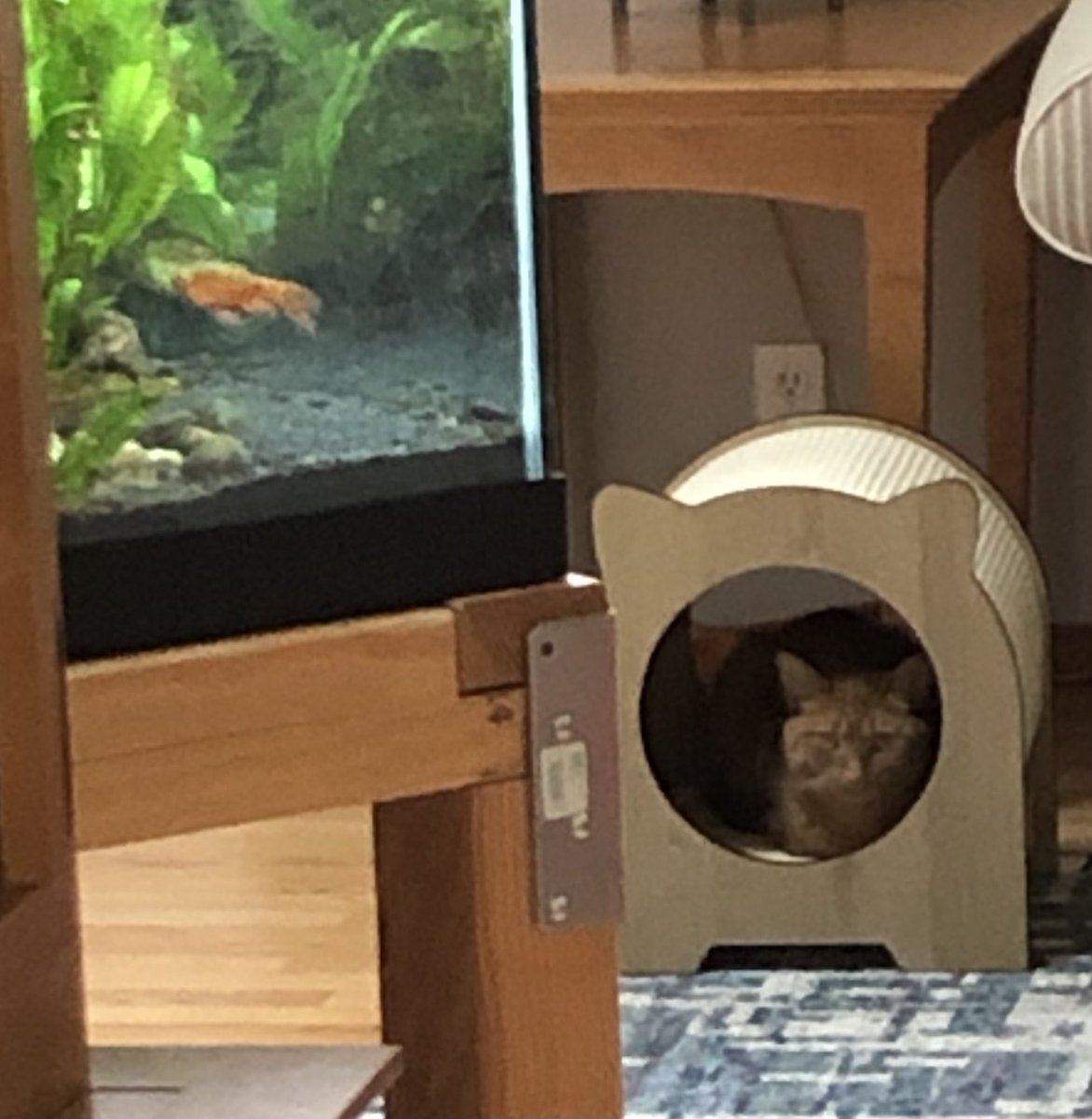 Trillianne's tweet photo. Got my fraidy Kaylee a new hideout toy for her 4th birthday. https://t.co/VYn9co8Cye