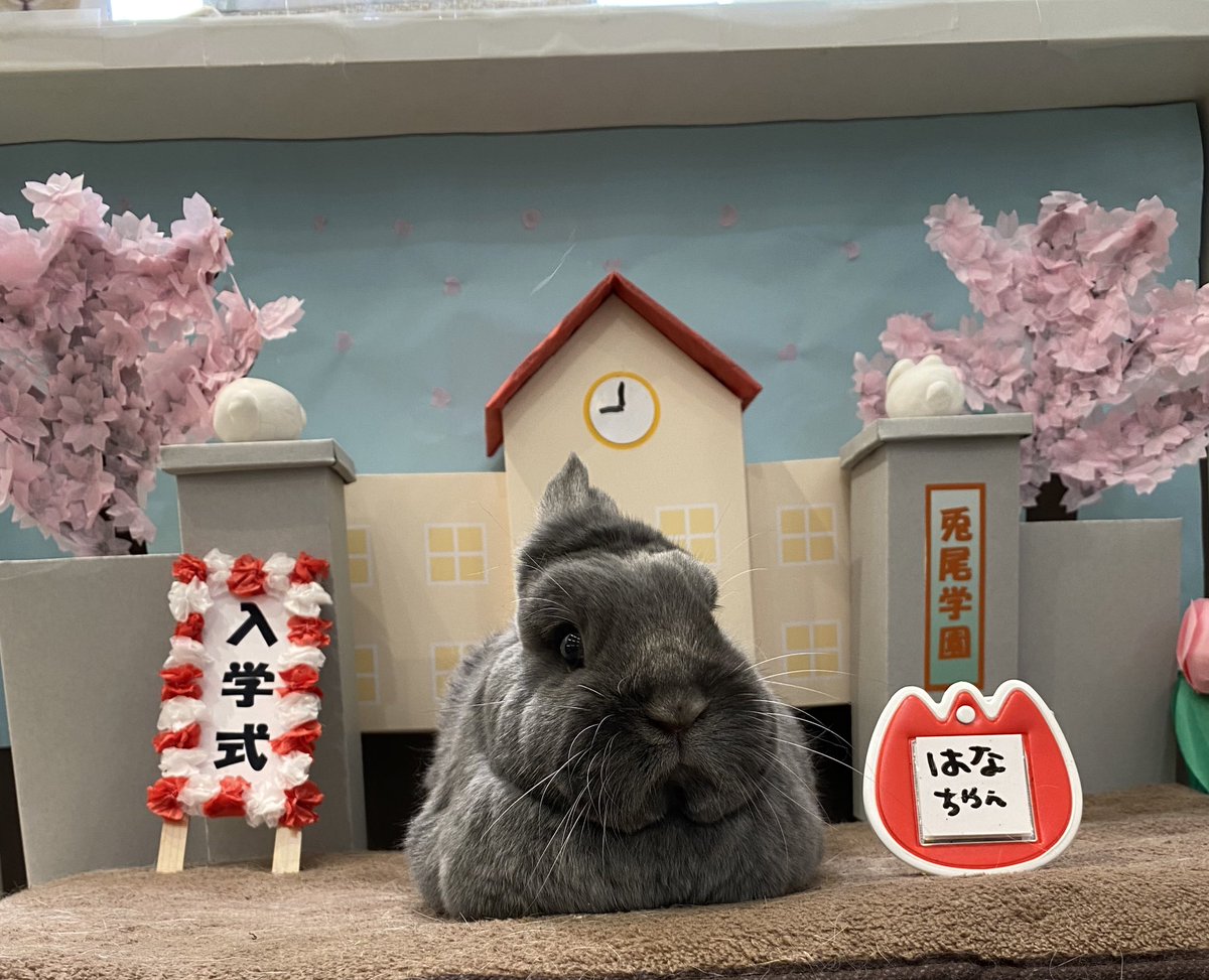ebina_sippo's tweet photo. いろんなお顔を見せられるようになったね😭 #はなちゃん #いつもセンチメンタルになってまう #ダイエット頑張り中 #とっても偉いです #いちごもらえるといいね #うさぎのしっぽ　#うさぎのしっぽビナウォーク店　#うさぎのいる暮らし　#うさぎ好きさんと繋がりたい　#うさぎ専門店　#ふわもこ部 https://t.co/J6etbA95cb