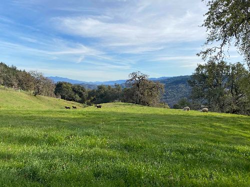 MendoOrganics's tweet photo. Easter Lamb &amp; Hams - Local Meats delivery this Saturday! - https://t.co/8GP0JvHXtJ
https://t.co/eLChcRVmk2
#MendocinoMeats #localfood #slowfood #slowmeat #MendocinoCounty #Ukiah #RedwoodValley #Willits #FortBragg #AndersonValley #Hopland https://t.co/e3ShjXXewM