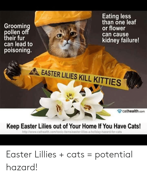 KittyLibFront's tweet photo. #Easter #Warning #EasterKitty #Lilies #Kills 
#CatsOfTwitter #catsofinstagram #CatsLover https://t.co/ai66aIR2Ay