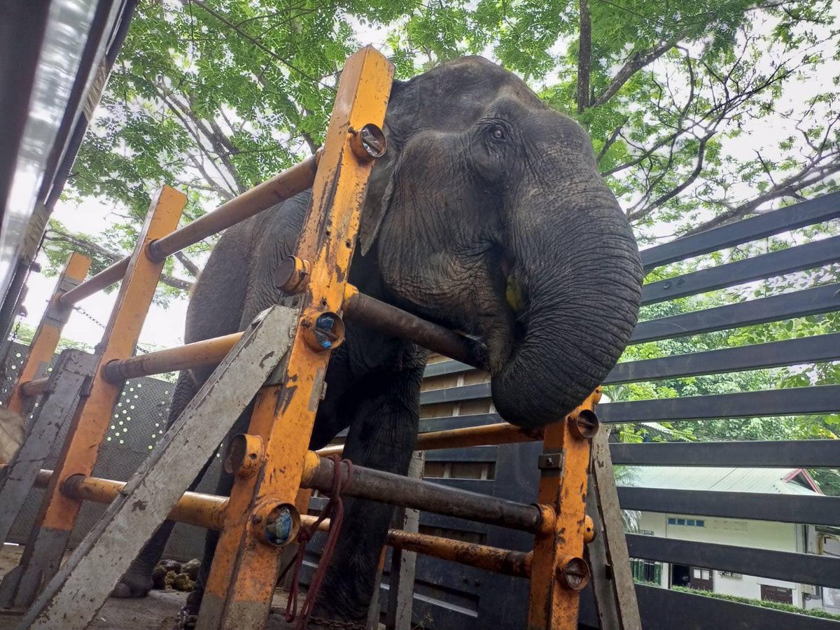 🐘🚑วันนี้รถกู้ภัยช้าง ออกตัวรับแม่สี่จายแต่เช้า เพื่อกลับปางช้าง จากการตรวจสุขภาพอย่างละเอียด ยังพบอาการติดเชื้ออีกนิดหน่อย จึงแนะนำรับยาต่อเนื่องและจะมีนัดหมายในอีกไม่กี่เดือนข้างหน้า ให้เดินทางปลอดภัย
🙏🏼 ขอขอบพระคุณผู้บริจาคทุกท่านค่ะ 
#อัพเดทเคสตรวจแม่สี่จาย
#ช่วยช้างถึงช้าง
