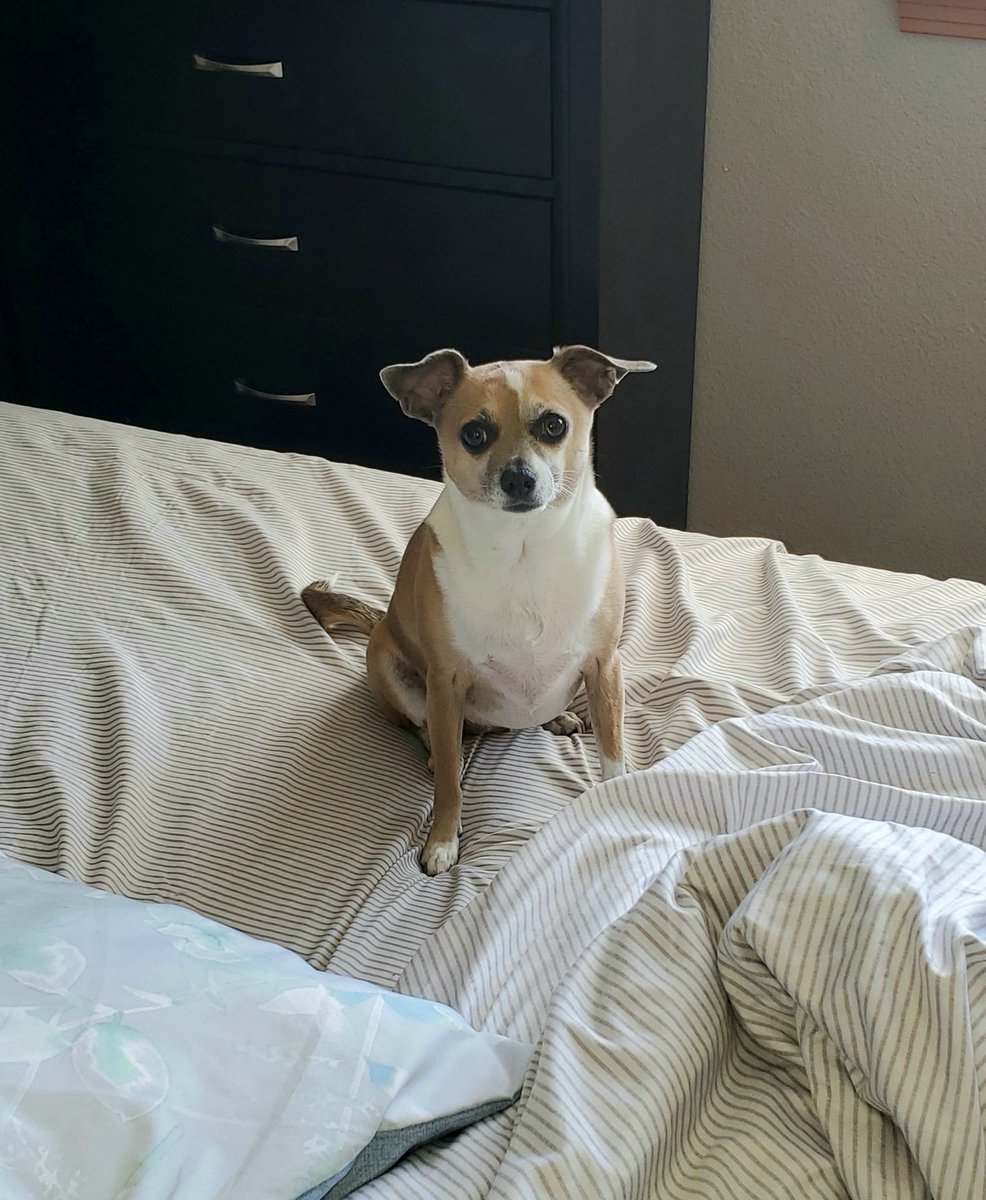 LazyShells's tweet photo. @JagexSkylark How about Chihuahuas? 🐾🐕 https://t.co/VjnM0pmUSC