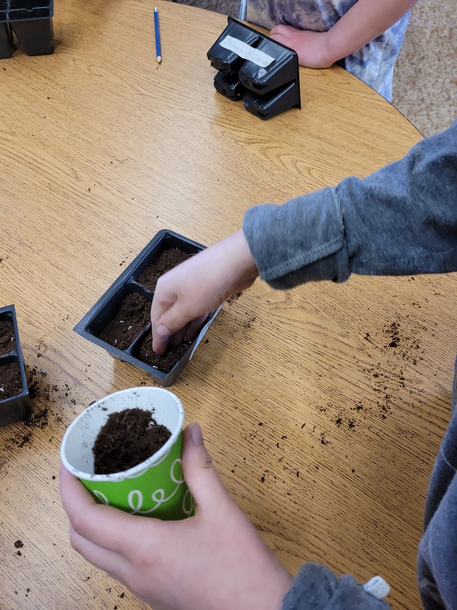 ReilkoffT's tweet image. I love this.  In Kindergarten/Grade 1, we have some sunflowers and zinnias that have popped out and some peppers we are waiting *patiently* for!  Cannot wait to see your progress/growth!