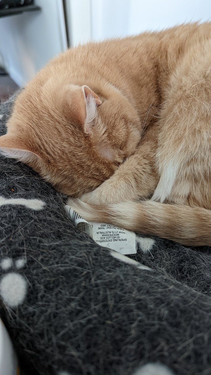 Angus the Cat sleeping