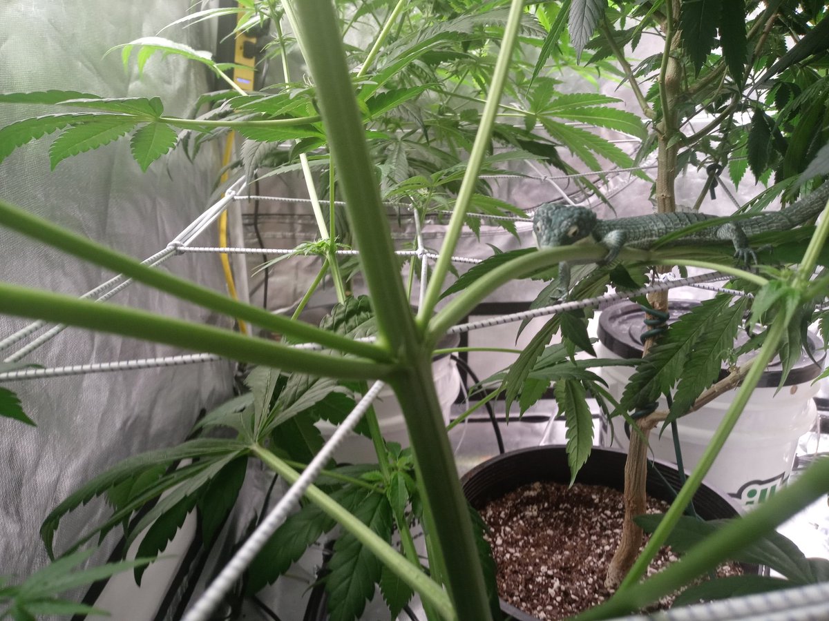 VigGrows's tweet photo. Squirmy says "Cyco Nutrients make my plants strong. " #Cyco #Viggrows https://t.co/bvgXOrAr28