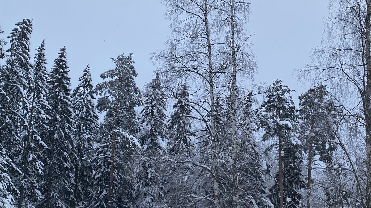 katjajrasanen's tweet photo. 21 - ca 30cm new snow, cotton wool appearance - 
Sound: Hooded crow
Sight: Eurasian magpie
- it’s a quiet soundscape. hiding &amp; energy saving is the mode when food is hard to find - 
#FirstOfTheMorning #birds #spring #hope #FendingForLight #PeaceForUkraine https://t.co/WAPZSYJ9xJ