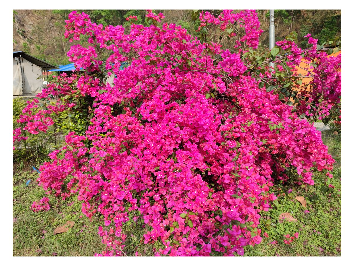 fulkosansar's tweet photo. #Beautyofnature #Plower #Nepal https://t.co/pwWmfoRIum