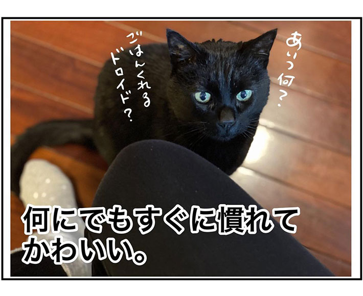「もうなんでもかわいい」 猫用に『自動給餌器』を取り入れてみたらすぐに? https://t.co/wX57xw9vJY @grapeejpより 