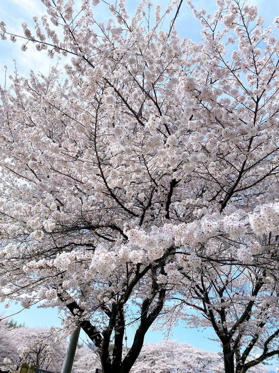 NT_Trade's tweet photo. 皆様お久しぶりです(約1ヶ月ぶり)

Twitterの更新頻度落ちてすみません！
仕事が落ち着いて来たので近くの公園まで散歩してたらいつの間にか桜が満開でした🤣 https://t.co/DU9Udp2Q4w