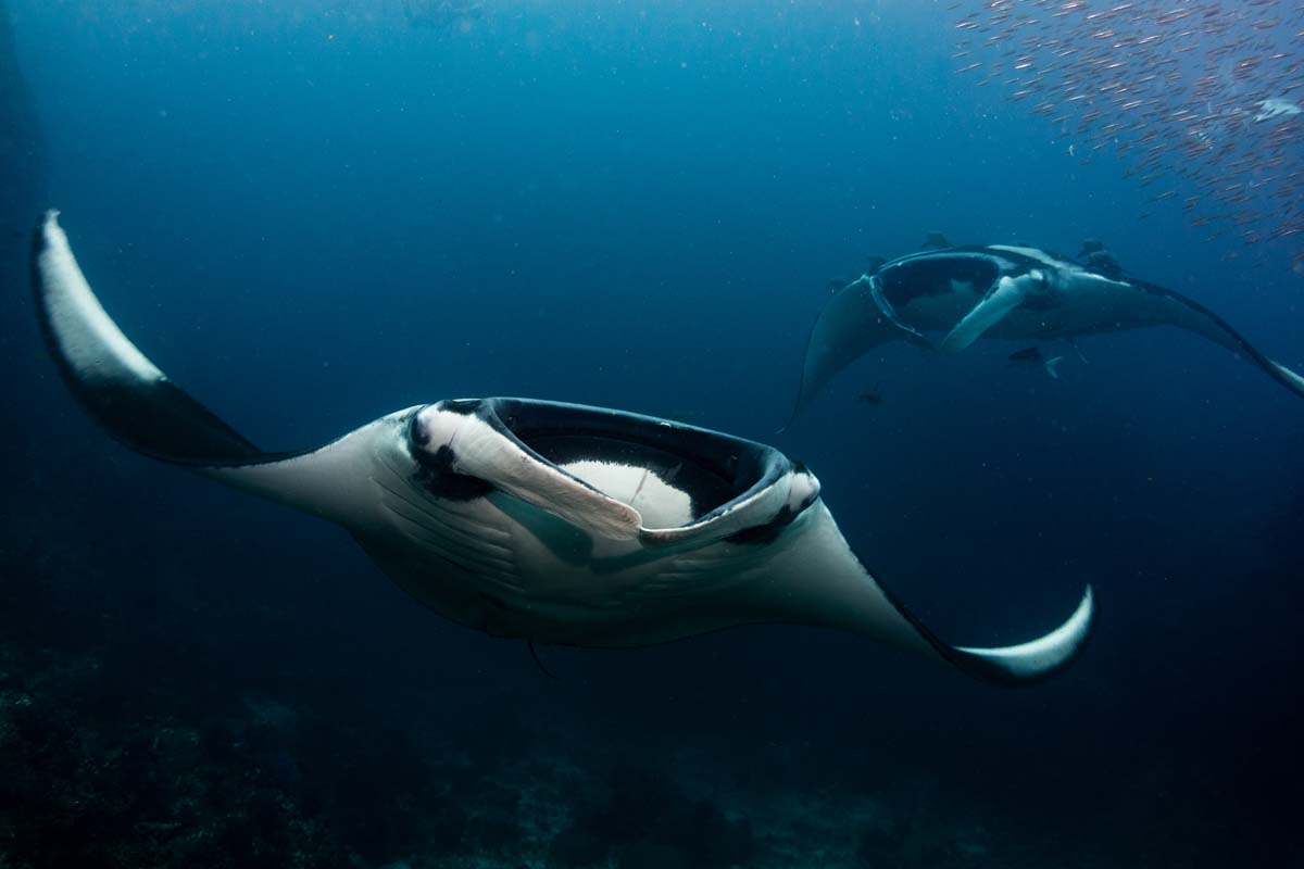 DanielSasse3's tweet photo. Conservation starts with knowing how beautiful it is below the surface! 
#NamasteyNFTblr 
#NamasteyNFTPhotography https://t.co/R6xc1ULqDi