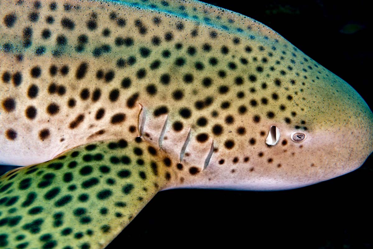 DanielSasse3's tweet photo. Conservation starts with knowing how beautiful it is below the surface! 
#NamasteyNFTblr 
#NamasteyNFTPhotography https://t.co/R6xc1ULqDi