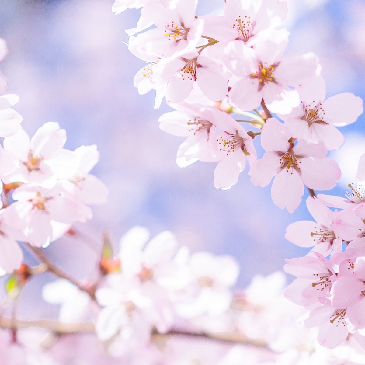 iichi_hojo's tweet photo. 沖縄から北海道まで
約半年間、日本のどこかで咲いている桜

#キリトリセカイ #写真好きな人と繫がりたい #写真で伝える私の世界 https://t.co/xt95CsIYPz