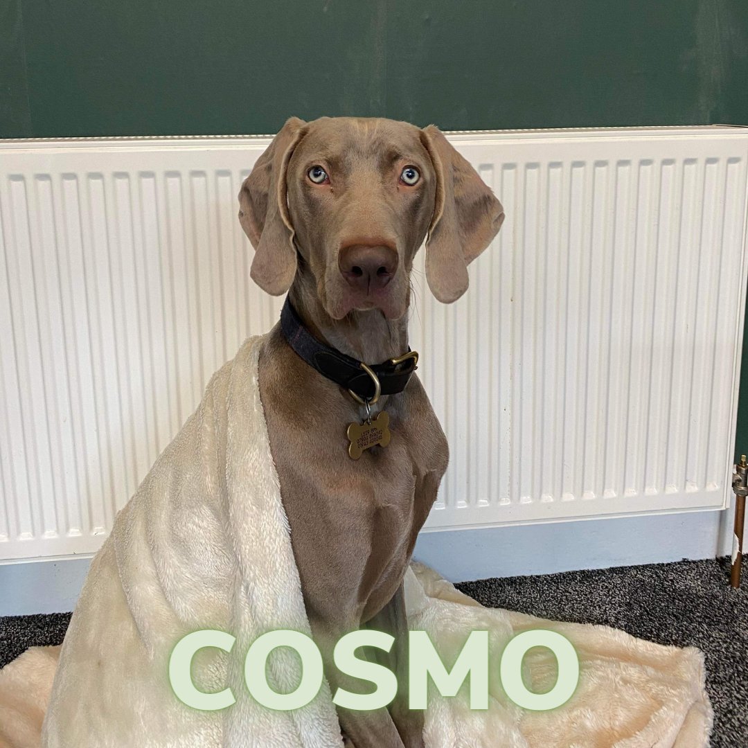 shoosocial's tweet photo. Happy #NationalPetMonth!
Over the course of this month, we will be introducing you to the team's pets.
Meet Cosmo, our office dog!
Cosmo likes to spend his days sunbathing in the office and climbing the Cow and Calf in the Ilkley Moor.
#MeetOurPets #Weimar #Weim https://t.co/jPSWiRyq0H
