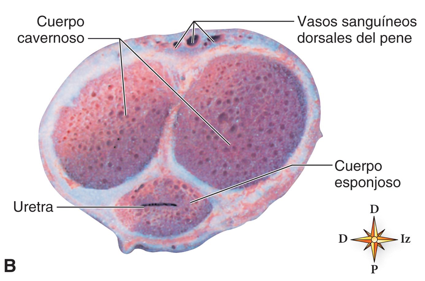 Corte Transversal Del Cuerpo