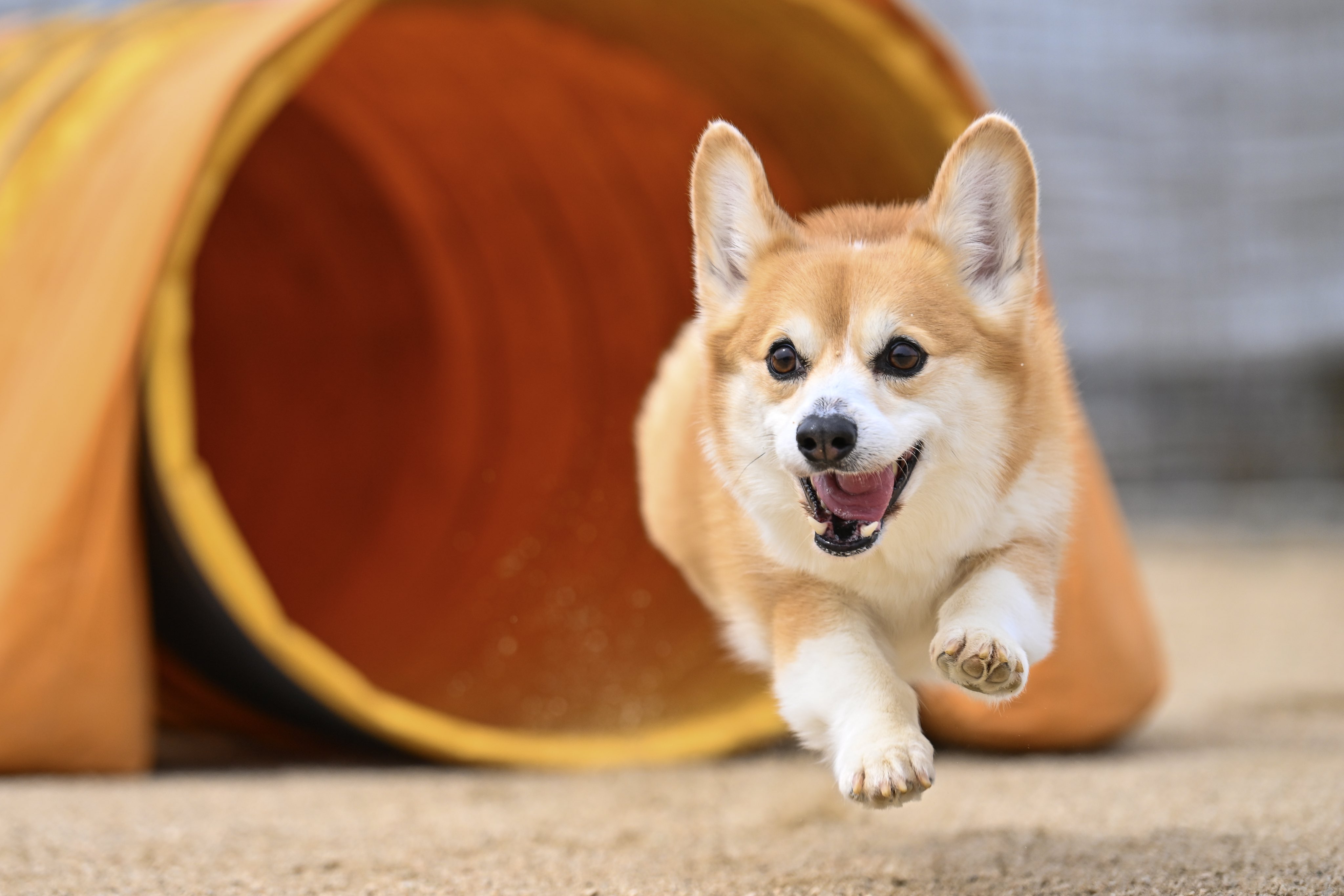 犬撮人 大堀康宏 この距離でしっかり追従したことってd6ではあまり無かったかも Z9は近距離の追従が強い印象ですね これはダイナミックフォーカスだったかな ドッグスポーツ ドッグアジリティ コーギー T Co Znc56swwa4 Twitter