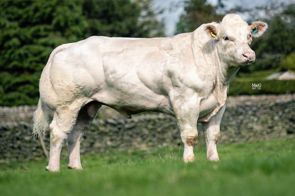 PhilipHalhead's tweet image. Redmires Orion is the last British Blue bull to have a full progeny proof. Orion lives in Hungary along with other bulls we exported. The first calves show the dark blue road markings and have been born easily.
@Semex @LizHoggarth @GabbyJEmery @BuitelaarGroup @CarrsYoungstock