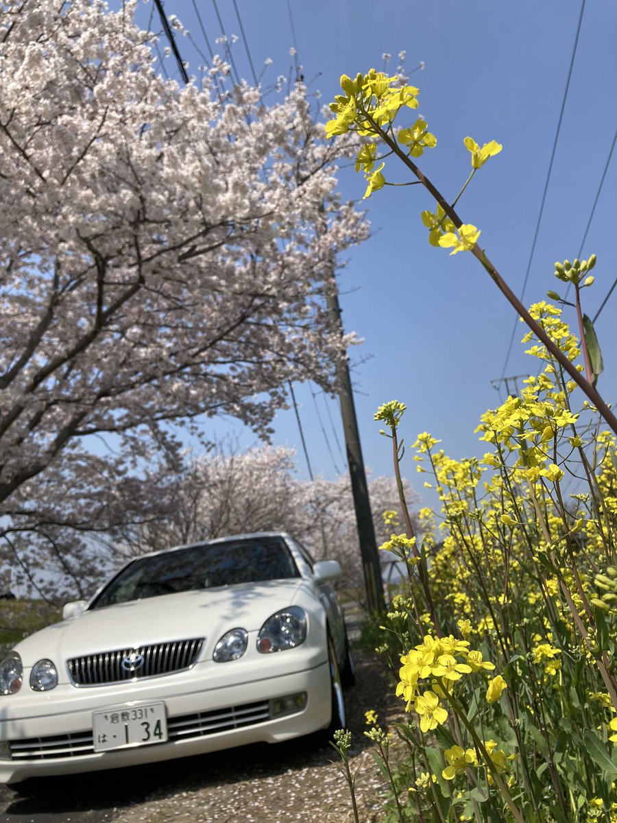 snkz134_jzs161's tweet photo. 🌸
のんびりドライブ日和🐌💭
旦那が桜と菜の花を一気に
味わえる場所を発見👀!!
#JZS161 #V300 #16ARISTO
#VERTEXEDITION https://t.co/xNypijokM7