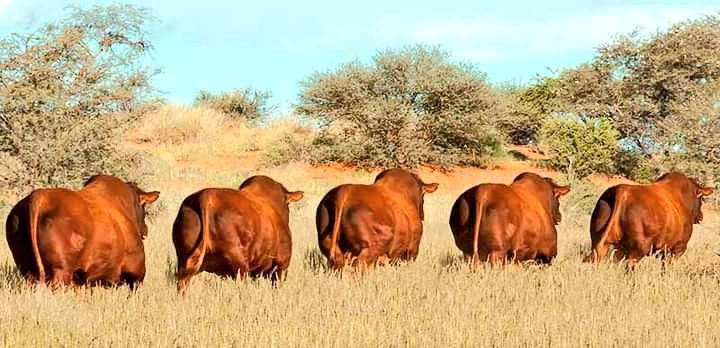 ThaboDithakgwe tweet picture
