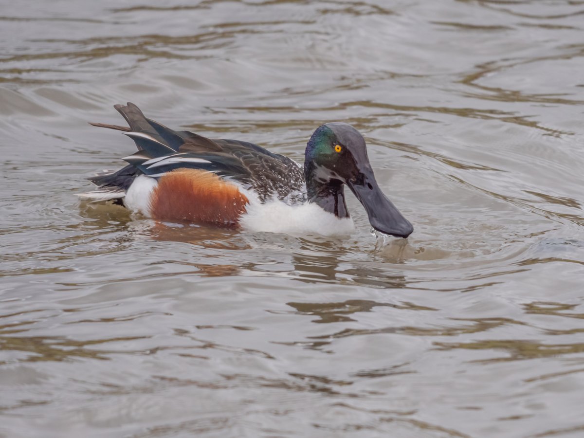 WWTWashington's tweet photo. Wildlife has moved a step closer to Northumbrian Water hide as northern shoveler, gadwall, grey wagtail, redshank &amp; more have been enjoying the deeper water &amp; muddy verges just in front of the windows. A great quiet place to enjoy nature! #NorthumbrianWaterHide #BirdWatching https://t.co/ytIBPV709Z