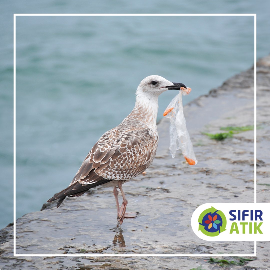 Plastikler, yaydıkları kükürt kokusu nedeniyle kolayca yiyecek zannedilebiliyor. Bu kokuyu alan deniz kuşları, plastiği av zannedip kendi koku duyularının tuzağına düşerek plastik yiyebiliyor. Gereksiz plastik kullanımını azaltarak canlılara verdiğimiz zararın önüne geçebiliriz.