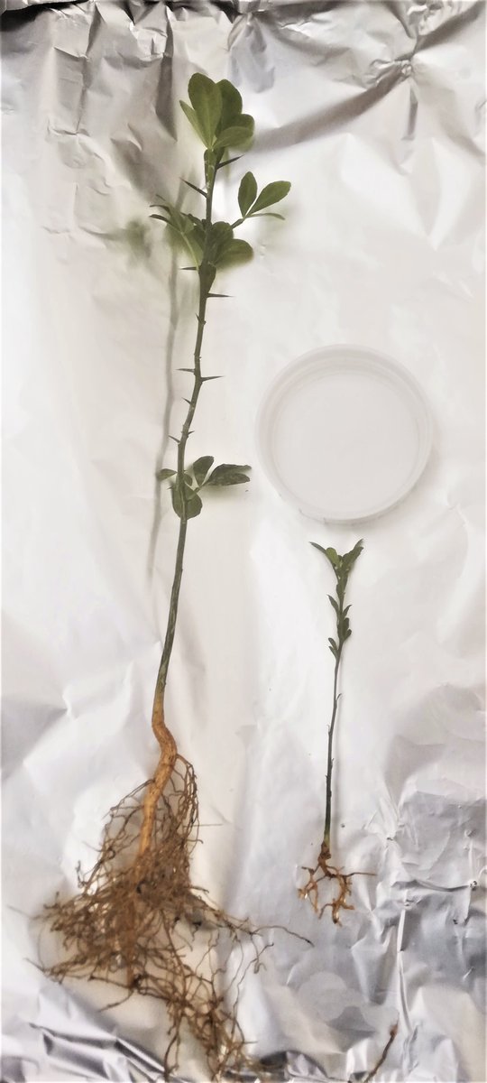 Herve_Sanguin's tweet photo. [#COSMO News] ✅New 'Cleopatra' and 'Pomeroy' genotype seedling started + backup ✅ Histology tests launched ✅ #Phytophthora strains selection in progress 🍊🍋🦠 @Agrofondation @MicroQuar @PHIM_research #SEAPAG #PHIV @AgapInstitut
 @Cirad @INRAE_France https://t.co/uRNs7Gchtj