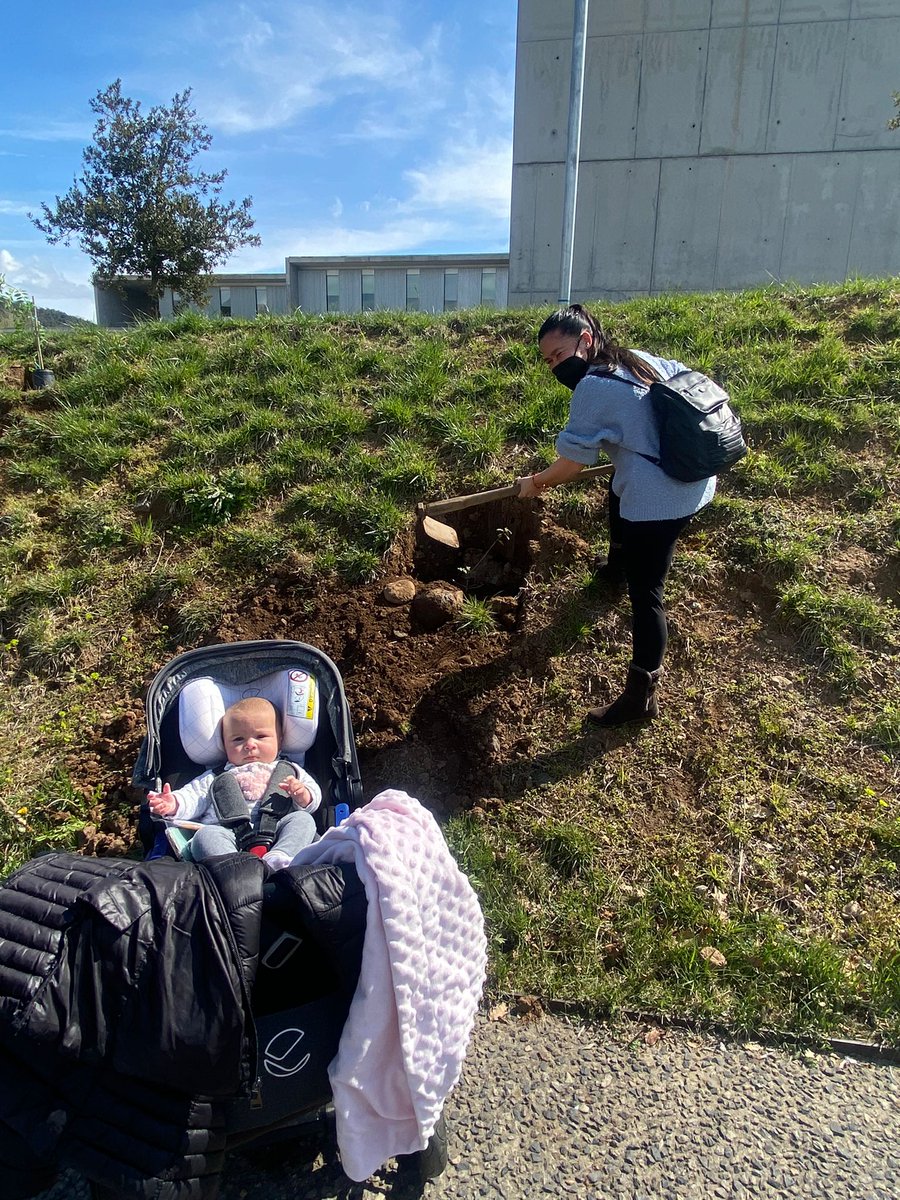 hospiolot's tweet photo. 🌳Durant aquest matí més de cinquanta famílies s'han apropat a #hospiolot per plantar el seu plançó dins el marc del projecte "Un nadó, un arbre" 

#pediatria #hospiolot https://t.co/waVBVTspcr