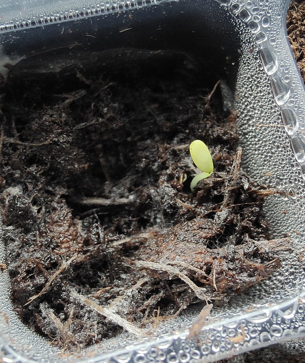 ChelseaBerry97's tweet image. A cucamelon seed sprouted 🥹