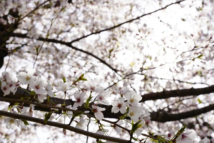 ざかざか散るのもまた良し今年も綺麗に咲きました! #桜 