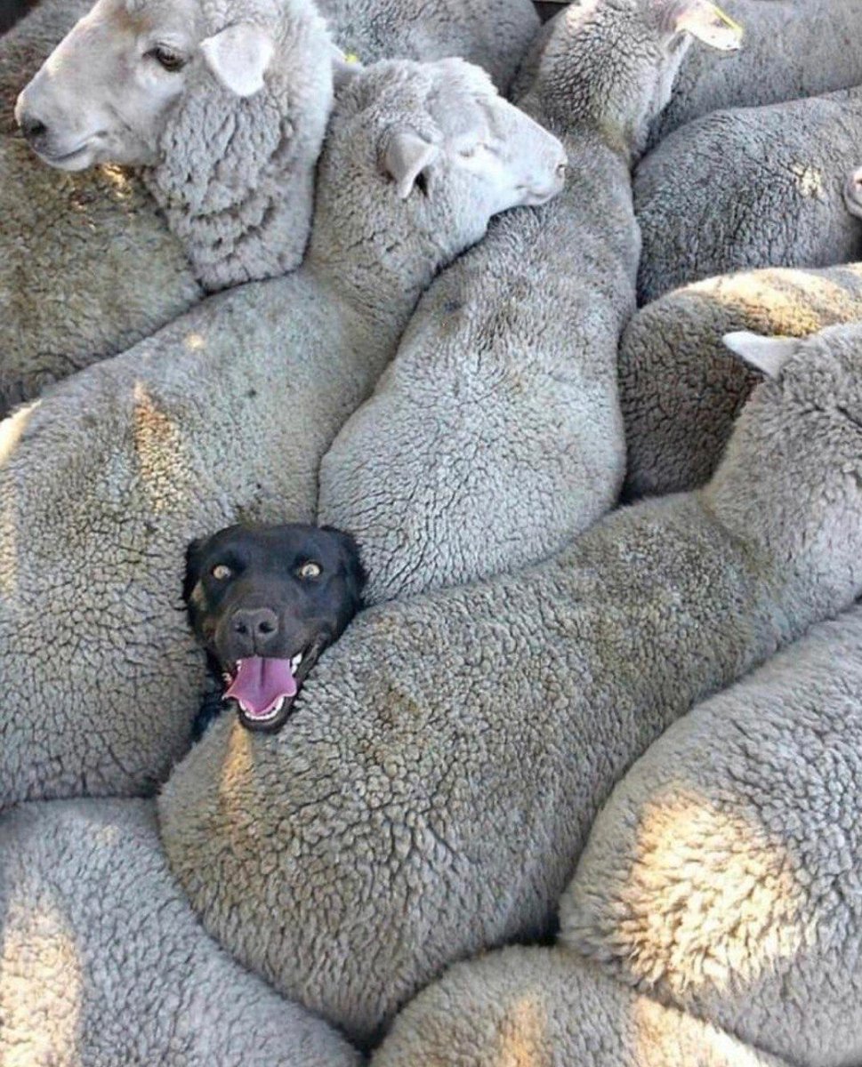 carljames147's tweet photo. @lazlowoodbine42 @blackmgk1463 @SwaledaleMutton @OntarioDoctor2 Covid-19 doesn't even exist, coronaviruses have been around since the beginning of mankind, that's me in the photo, I am the dog, dogs are smarter than most humans, you've got sour milk because you bought in to this scam on the basis of not being able to travel internationally https://t.co/tT4FDQer0Q